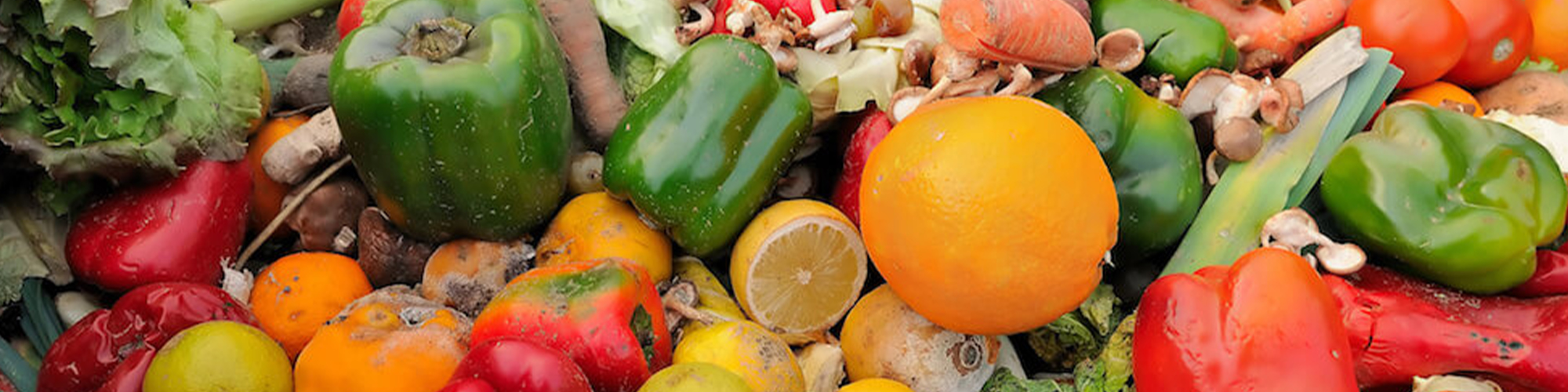 Tyler England: The UK should have a Food Waste Network